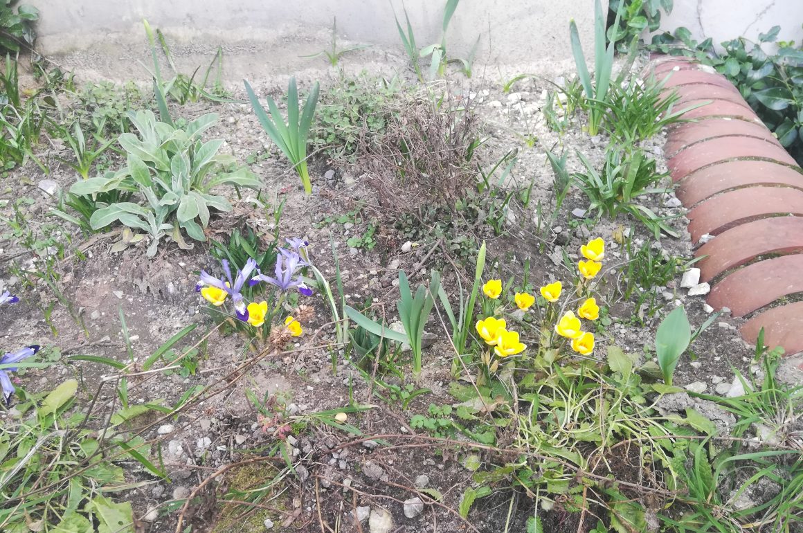 Frühblüher_5 Frühlingserwachen am KANT: Die ersten Frühblüher sind da