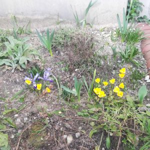 Frühlingserwachen am KANT: Die ersten Frühblüher sind da
