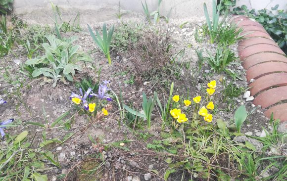 Frühlingserwachen am KANT: Die ersten Frühblüher sind da